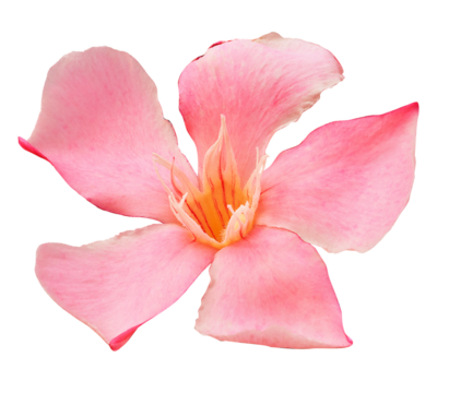 Olleander  flower  on  isolated background with clipping path.  Closeup. For design.  Nature. Transparent background. 