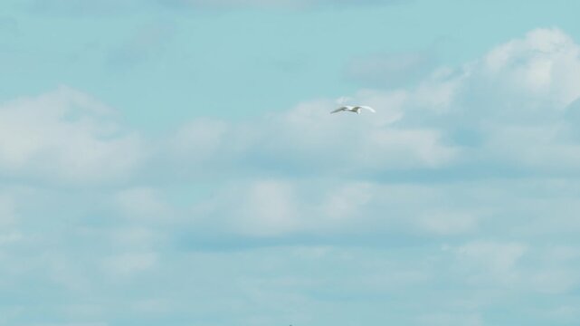 A great white egret flies across the clear sky. The graceful bird highlights the beauty of Lithuanian nature and the sense of freedom on a warm day.