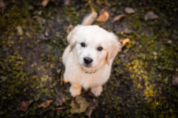 Golden Retriever Puppy Sitting on Grass Looking at Camera