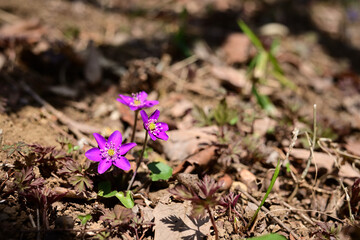早春の落ち葉の中で咲く山野草　オオミスミソウ（雪割草）