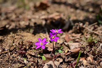 早春の落ち葉の中で咲く山野草　オオミスミソウ（雪割草）