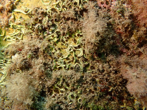 Brown boring sponge (Cliona schmidtii) undersea, Ligurian Sea, Italy, Imperia
