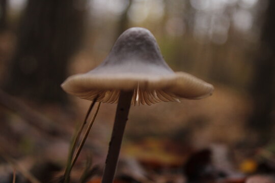 Forest Mushroom Carpet