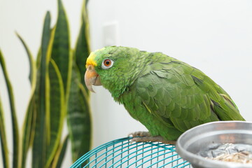 Side view of a beautiful tropical parrot bird in a domestic setting near green foliage focused on the metal bowl of seeds highlighting its vibrant colors © PhPrentt