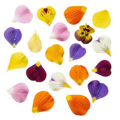 Fototapeta premium Colorful Pansy Petals Displayed on Black Background for Floral Design and Springtime Concepts with Freshness and Vivid Colors