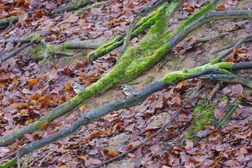 two bramblings on tree roots, camouflaged mountain finches on exposed roots, huge and thick roots of an old tree, autumn leaves on the forest floor, Fringilla montifringilla, moss growing everywhere