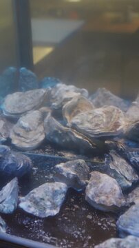 Nursery habitat showcasing oyster shells and tidal cues