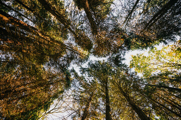 A forest with trees in the background and a clear blue sky. The trees are tall and green, and the sky is clear and bright