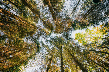 A forest with trees reaching up to the sky. The trees are full of leaves and the sky is clear