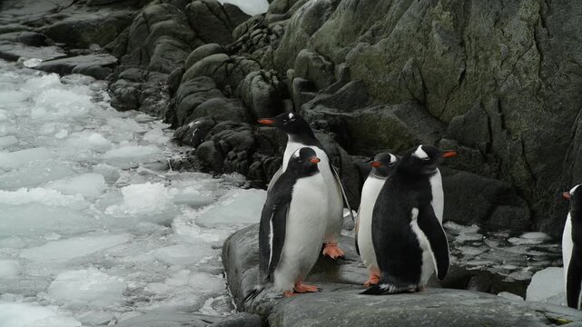 Gentoo Penguin on the beach in Antarctica
