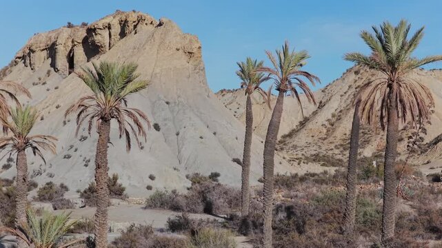 Aerial View of a Small, Verdant Palm Tree Oasis Nestled Within the Arid Expanse of the Tabernas Desert, Southern Spain, Andalusia