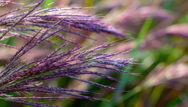 Close up macro view of delicate purple ornamental grass seed heads covered in tiny water droplets with a soft green bokeh background during daytime