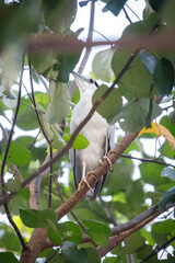 Adult Black-crowned Night Heron Hidden in Green Foliage