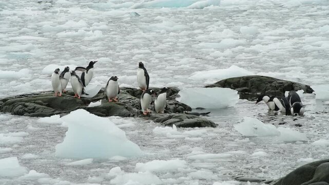 Gentoo Penguins in brush ice in Antarctica