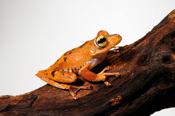 Troschel's treefrog, blue-flanked treefrog // Troschel-Laubfrosch (Boana calcarata) - Amazon basin