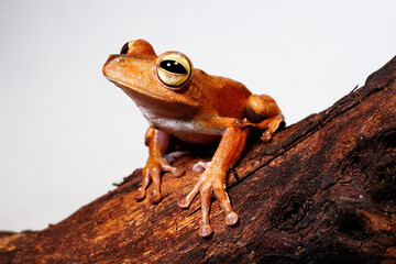 Troschel's treefrog, blue-flanked treefrog // Troschel-Laubfrosch (Boana calcarata) - Amazon basin