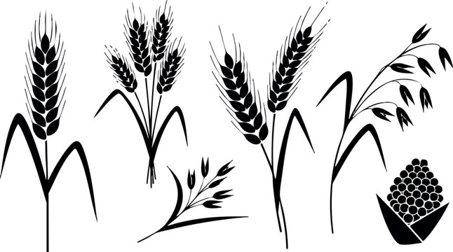 Black silhouette wheat spike oat grain vector illustration agriculture harvest farming plants