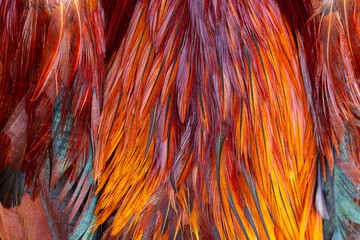 Close-up macro texture of a rooster's feathers,Macro texture of rooster feathers,Colorful feathers, chicken feathers background texture.