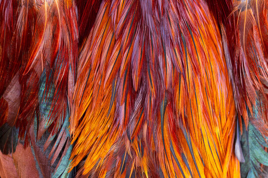 Close-up macro texture of a rooster's feathers,Macro texture of rooster feathers,Colorful feathers, chicken feathers background texture.