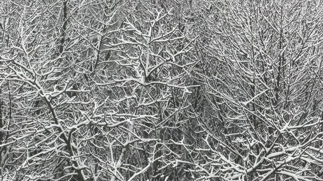 Snow-covered winter tree branches creating intricate natural background