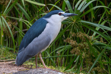 Nachtreiher (Nycticorax nycticorax)  am Schilfrand 