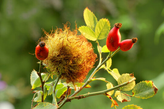 Rosengallapfel und Hagebutten im Herbst 