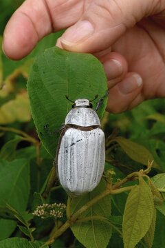 White Cockchafer Beetle on a leaf, Hand showing the size of the beetle Borneo, Malaysia