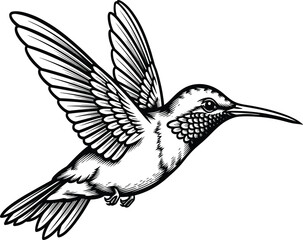 Obraz premium Detailed Engraving Style Vector Illustration of a Hummingbird in Flight, Featuring Fine Feathers and Open Wings, Perfect for Vintage Design and Tattoos