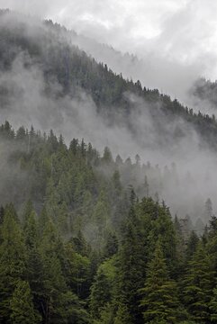 Coastal rainforest, near Hartley Bay, Queen Charlotte Strait, British Columbia, Canada