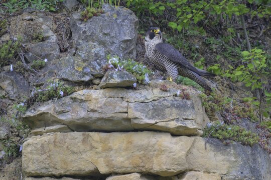 Peregrine falcon (Falco peregrinus), Peregrine falcon, resting on a rock, biosphere area, Swabian Jura, Baden-W&uuml;rttemberg, Germany