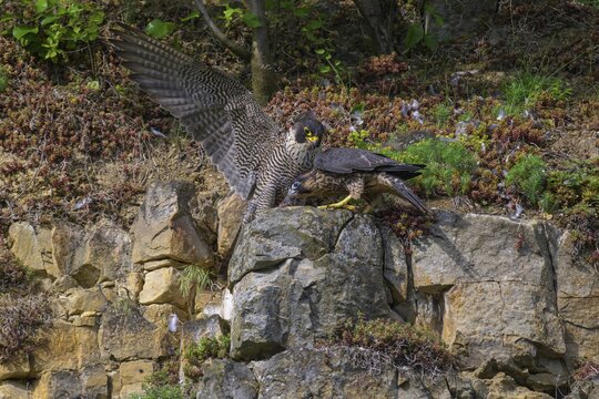 Peregrine falcon (Falco peregrinus), Peregrine falcon, young bird begging for food, biosphere area, Swabian Jura, Baden-W&uuml;rttemberg, Germany