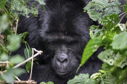 Mountain gorilla (Gorilla beringei beringei), between leaves, animal portrait, Bwindi Impenetrable Forest, Uganda