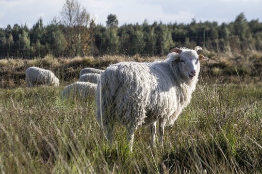 White horned Heidschnucken (Ovis gmelini) in the moor, Emsland, Lower Saxony, Germany