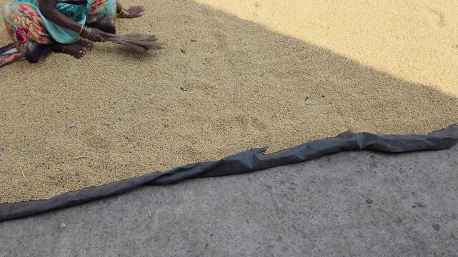 An Indian woman sweeps a large quantity of soybeans spread out on the ground, likely a road or courtyard, for drying in the sunlight. A broom is used to sort or clean chaff from the beans