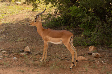 Impala alert, standing in the shade. South Africa.