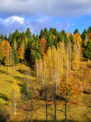 Autumn landscape with colorful forest on hillside. Harghita, Transylvania.