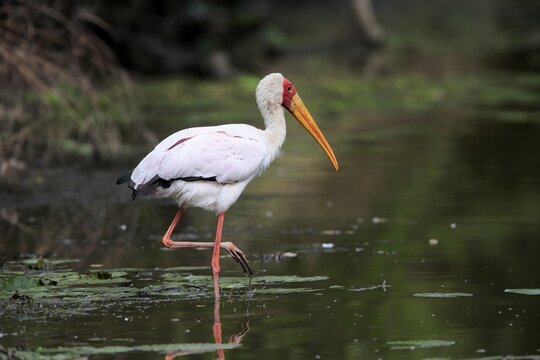 Glutton (Mycteria ibis), adult, in the water, foraging, Kruger National Park, Kruger National Park, Kruger National Park South Africa