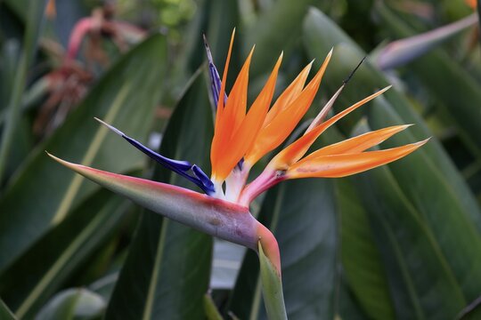Bird of paradise flower (Strelitzia reginae), flower, in bloom, Kirstenbosch Botanical Gardens, Cape Town, South Africa