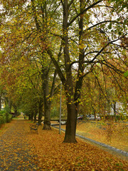 Autumn park with fallen leaves and a bench in the city center. 
