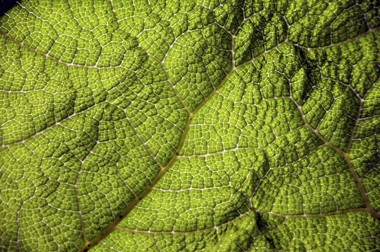 Gunnera leaf, Gunneratinctoria, Chile