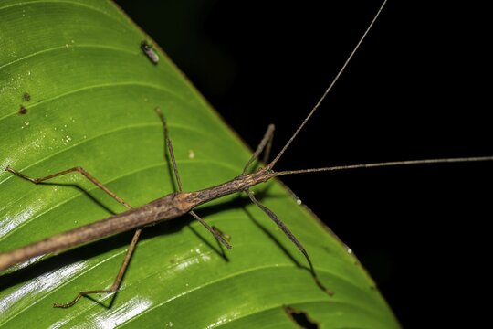 Stick insect (Phasmatodea) sitting on a leaf, at night in the tropical rainforest, Refugio Nacional de Vida Silvestre Mixto Bosque Alegre, Alajuela province, Costa Rica