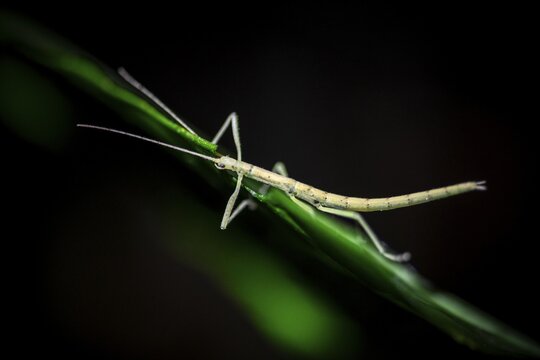 Stick insect (Phasmatodea) sitting on a leaf, at night in the tropical rainforest, Refugio Nacional de Vida Silvestre Mixto Bosque Alegre, Alajuela province, Costa Rica