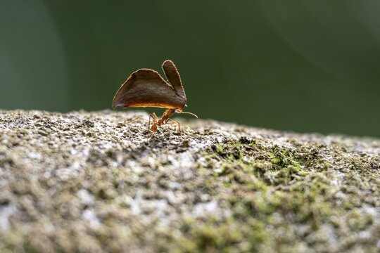 Leaf-cutter ant (Atta cephalotes) carrying a piece of leaf, Corcovado National Park, Osa Peninsula, Puntarena Province, Costa Rica