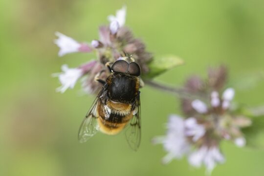 Bumblebee hoverfly (Volucella bombylans) on water mint (Mentha aquatica), Emsland, Lower Saxony, Germany