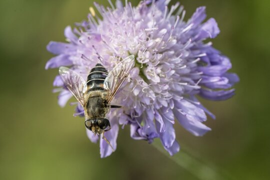 Drone fly (Eristalis interrupta) on water mint (Mentha aquatica), Emsland, Lower Saxony, Germany