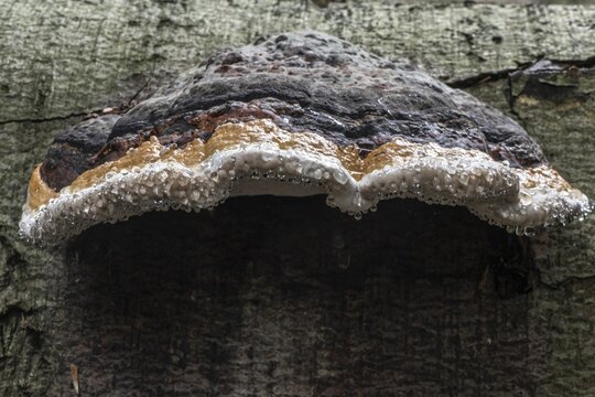 Beeswax Bracket (Ganoderma pfeifferi) with guttation drops, Emsland, Lower Saxony, Germany