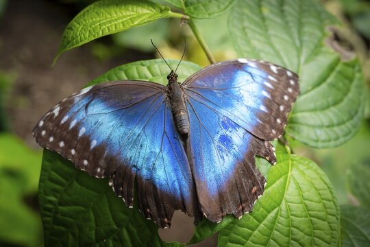 Morpho helenor, blue morpho butterfly sitting on a leaf, Alajuela province, Costa Rica
