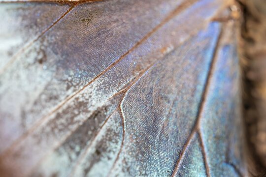 Detail of the butterfly wing of a Morpho helenor, Anaxibia morpho butterfly, Alajuela province, Costa Rica