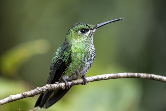 Green-crowned brilliant (Heliodoxa jacula), adult female sitting on a branch, Monteverde Cloud Forest, Monte Verde, Costa Rica
