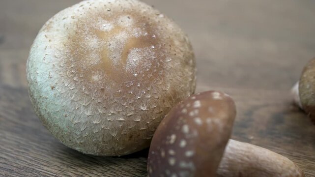 Macro close-up of fresh Shiitake mushroom (Lentinula edodes) cap showing detailed cracked scale texture.
